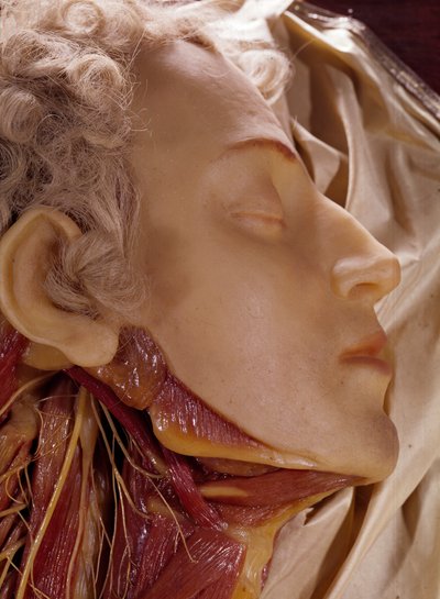 Model of a man whose throat has been cut by Clemente Susini